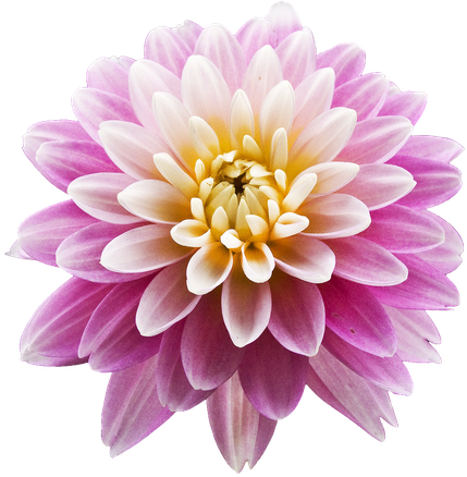 Dahlia Png Photos 1 (lavender, black, white)