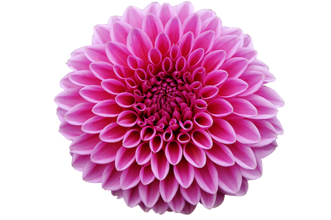 Dahlia Png Pic 1 (black, plum)