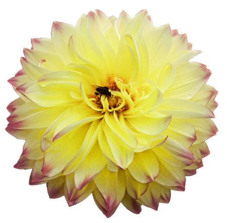 Dahlia Png Picture 1 (black, silver, gold)