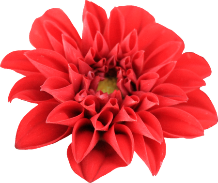 Dahlia Png Transparent Image 1 (chocolate, black, red)