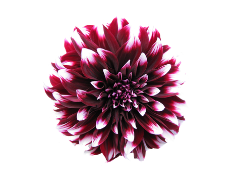 Dahlia Transparent Background 1 (black, white)