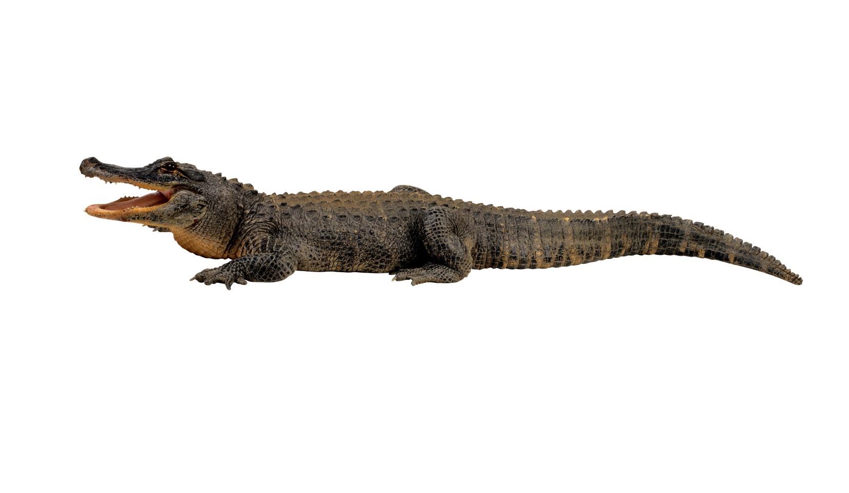 Caiman Png Clipart (black, indigo)