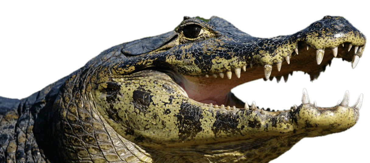 Caiman Png File (black, gray)