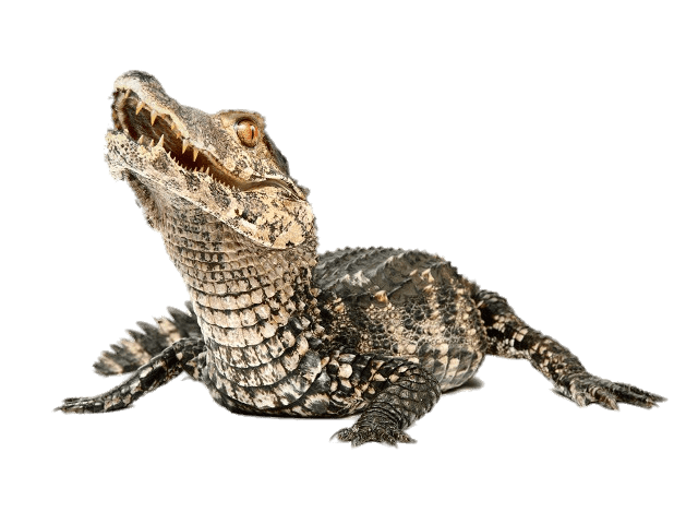 Caiman Png Free Download (gray)