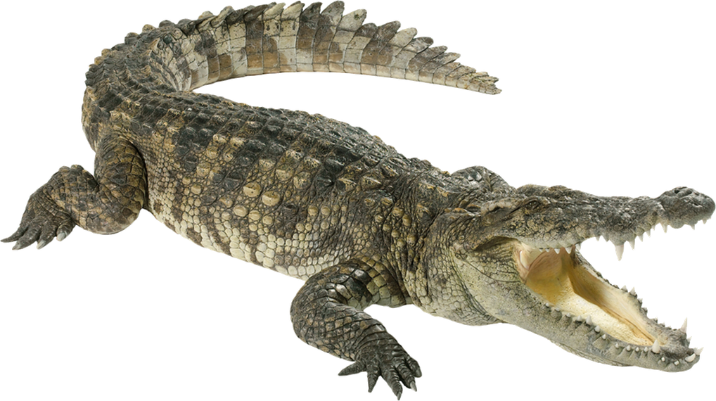 Caiman Png Hd (black, gray)