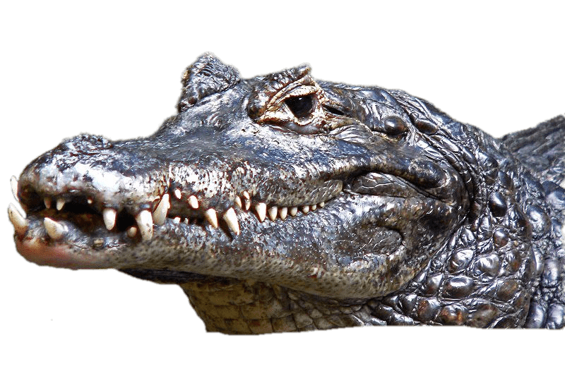 Caiman Png Image (gray)