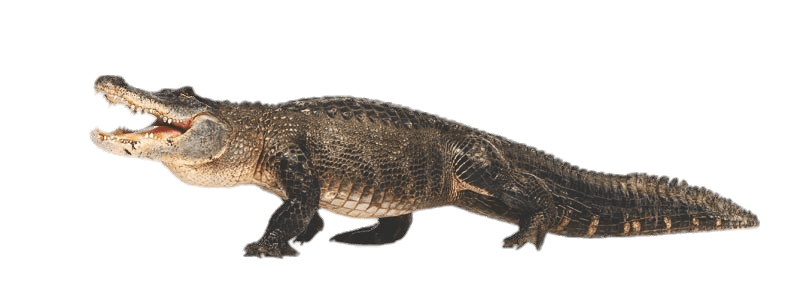 Caiman Png Isolated File (gray)