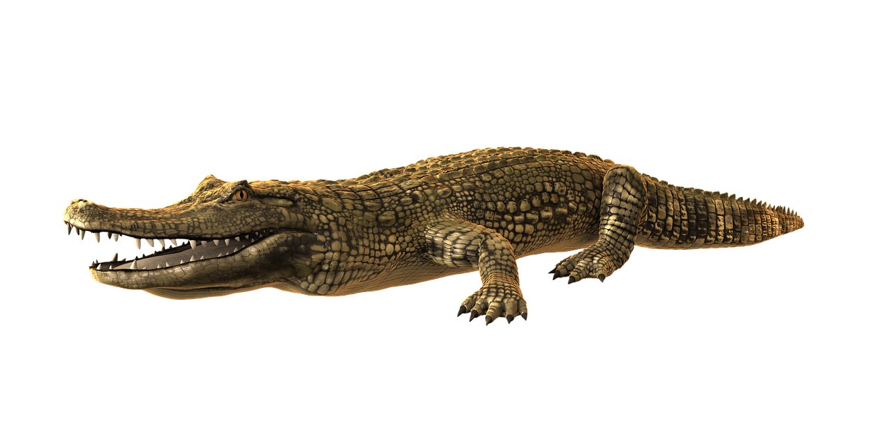 Caiman Png Isolated Image (gray)