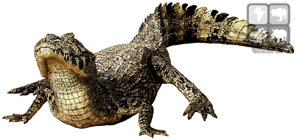 Caiman Png Isolated Photo (white, black, gray, silver)