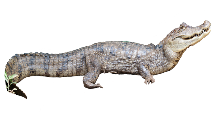 Caiman Png Isolated Photos (black, gray, silver)