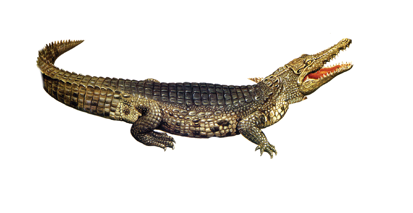 Caiman Png Isolated Pic (white, lavender, silver, gray)