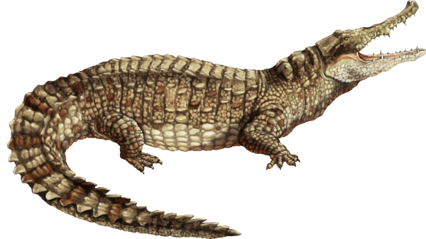 Caiman Png Picture (black, olive)