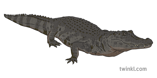 Caiman Transparent Png (gray, indigo)