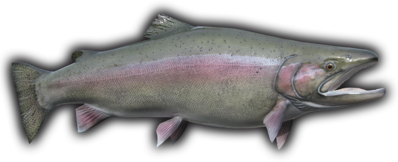 Rainbow Trout Download Png Image (black)