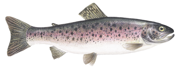 Rainbow Trout Png Clipart (white)