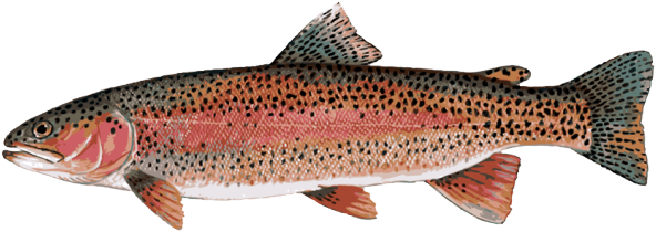 Rainbow Trout Png File (olive, indigo, black)