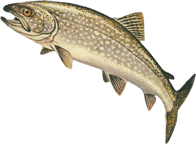 Rainbow Trout Png Free Download (gray, black, beige)