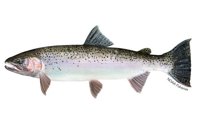 Rainbow Trout Png Hd Isolated (gray, lavender, black, silver, white)