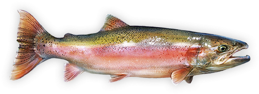 Rainbow Trout Png Photo (silver, black)