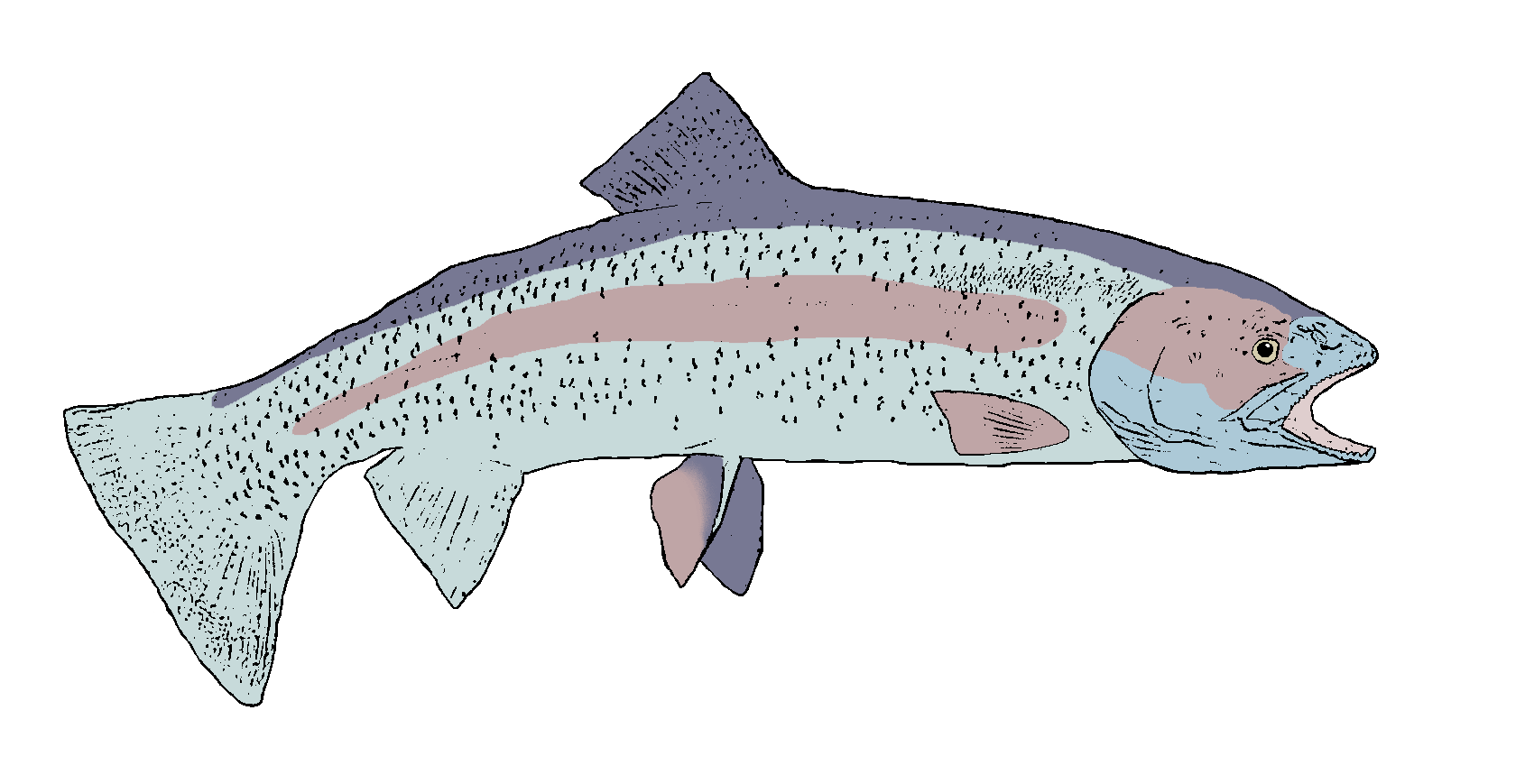 Rainbow Trout Png Photos (gray, silver)