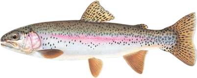 Rainbow Trout Png Pic (lavender, gray, black)