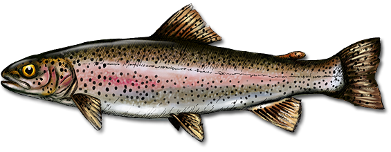 Rainbow Trout Png Picture (silver, black)