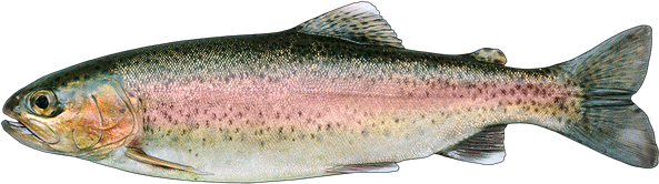 Rainbow Trout Png Transparent (black)