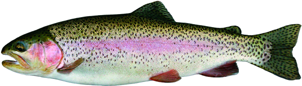 Rainbow Trout Png (black)