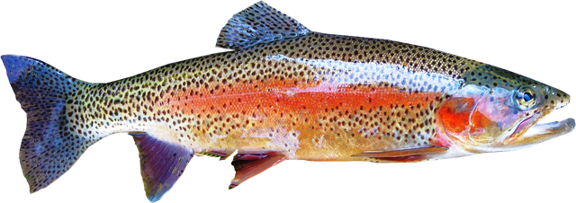 Rainbow Trout Transparent Png (black)