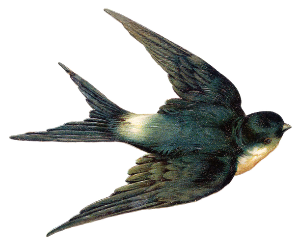 Fairy Bird Png Hd (black)