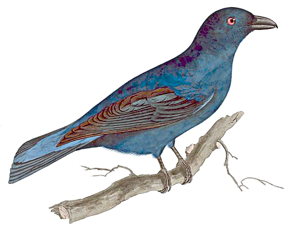 Fairy Bird Png Image (white)