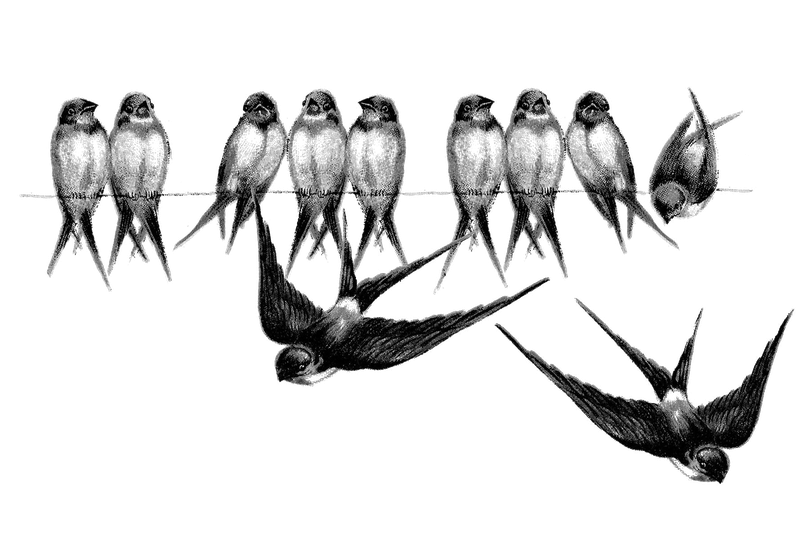 Fairy Bird Png Picture (indigo, black, gray)