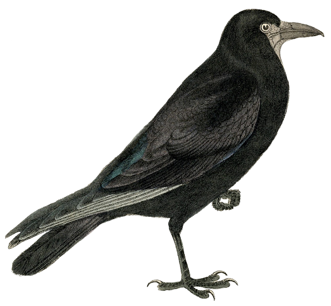 Fairy Bird Png Transparent Image (black)