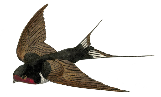 Fairy Bird Png Transparent (black)