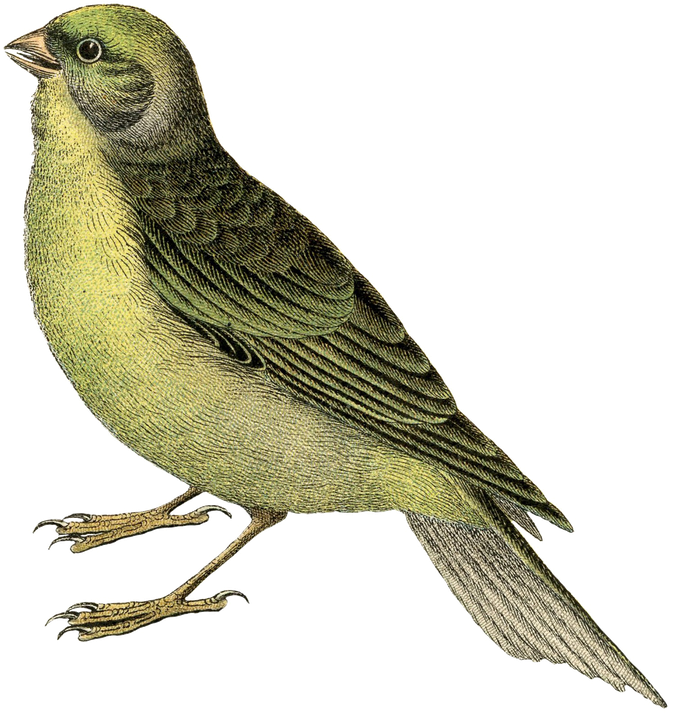 Fairy Bird Transparent Png (black)