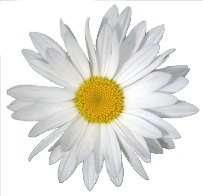 Daisy Png Clipart (lavender, white, silver)