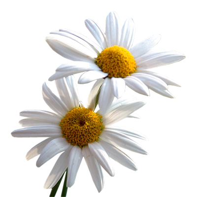 Daisy Png File (black, white)