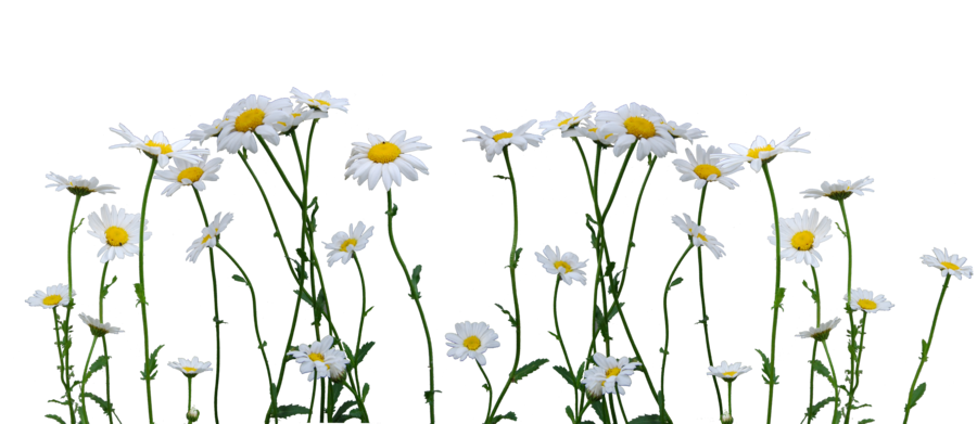 Daisy Png Image (black)