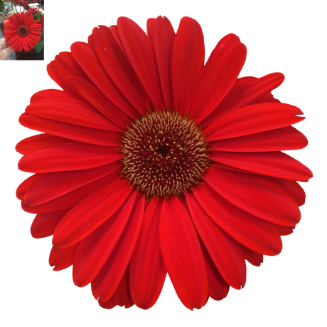 Daisy Png Photos (black, red)