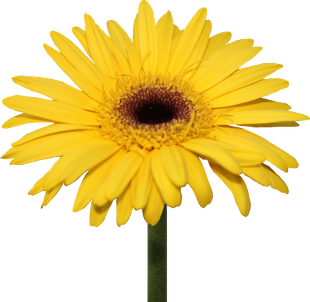 Daisy Png Pic (black, gold)