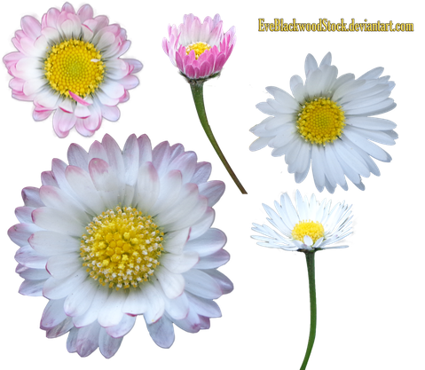 Daisy Png Transparent Image (lavender, black)