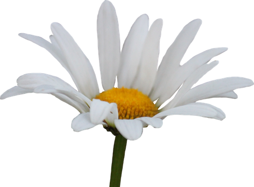 Daisy Transparent Background (black, silver)