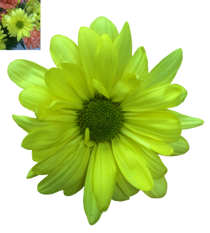 Daisy Transparent Png (olive, black, green)