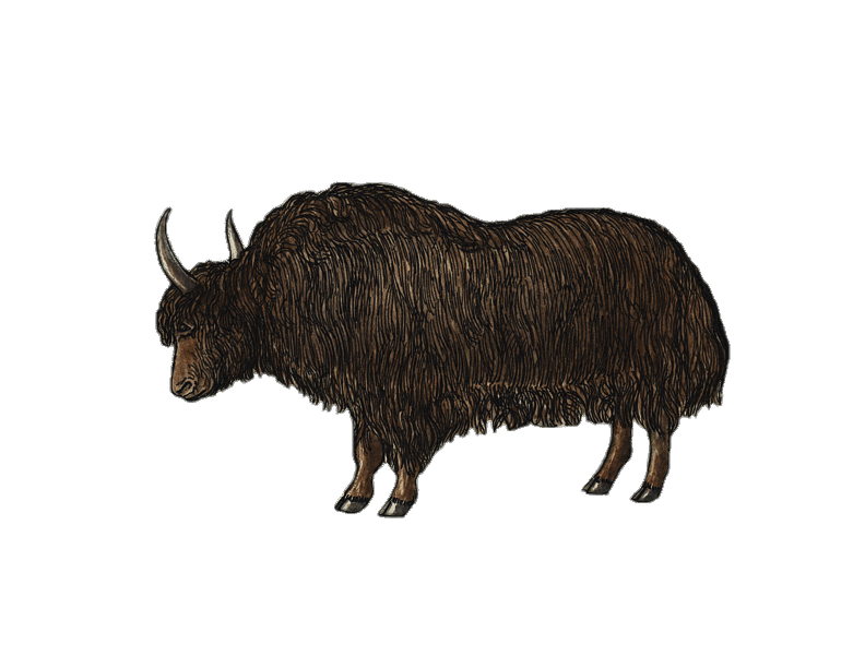 Yak Png Clipart (black, gray)