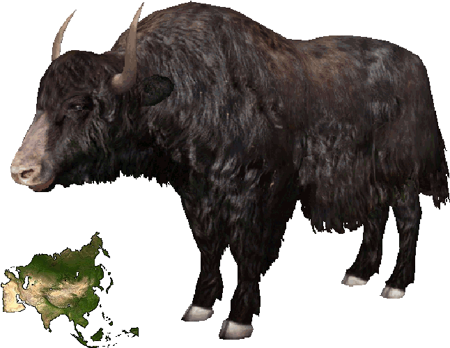 Yak Png Free Download (black)