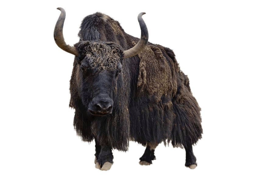 Yak Png Isolated Hd (gray)