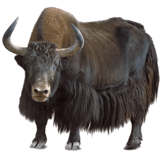 Yak Png Photo (black, gray)