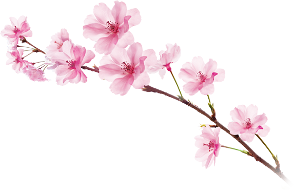 Sakura Cherry Blossom Png Images (white, plum, beige, salmon, pink)