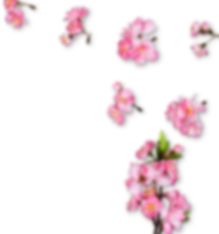 Sakura Cherry Blossom Png Pic (black)