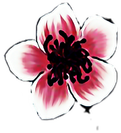 Sakura Cherry Blossom Png (black, white)